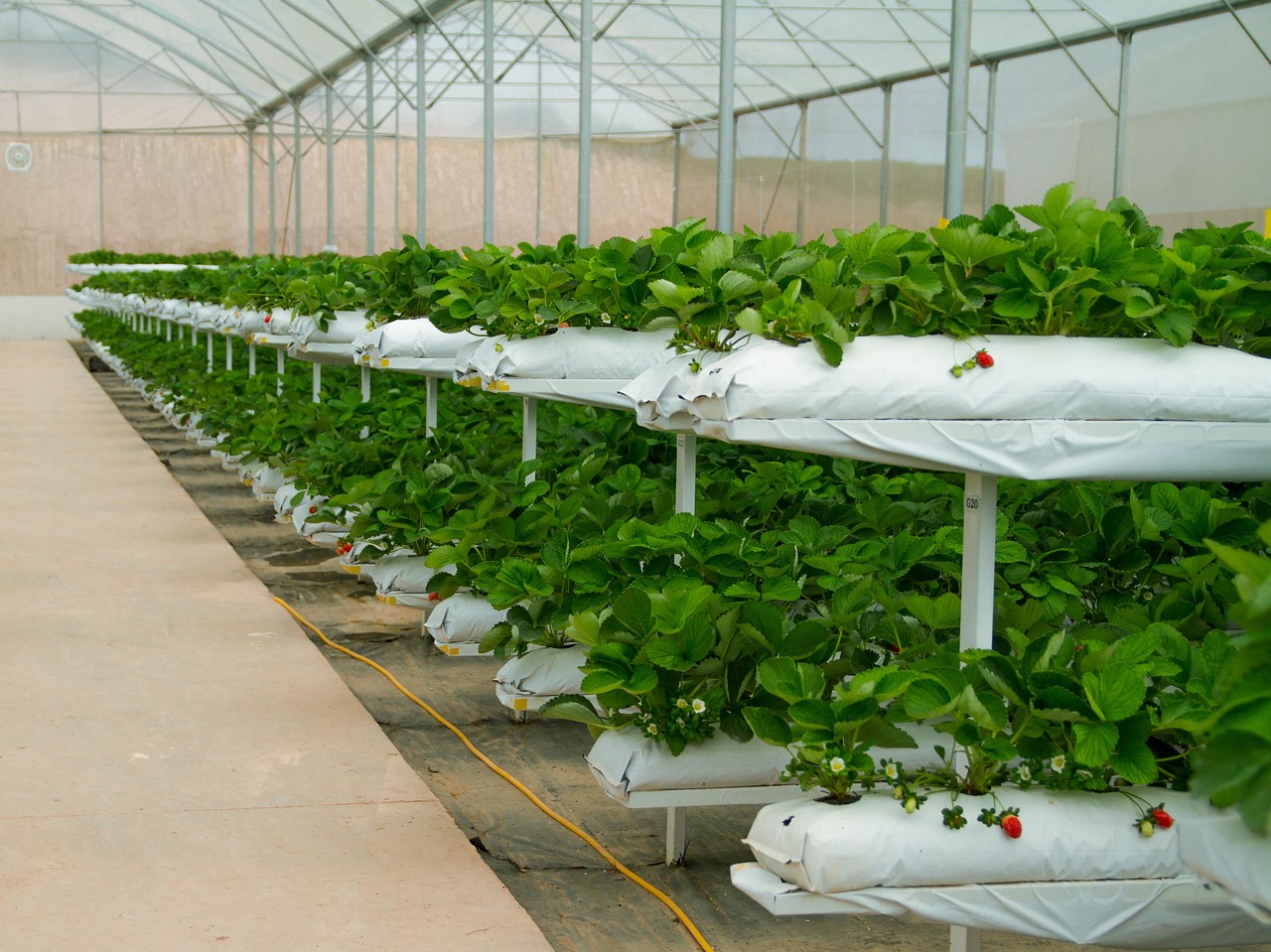 RVO geeft groen licht EU-steun voor duurzaamheid voor elf producentenorganisaties groente- en fruit