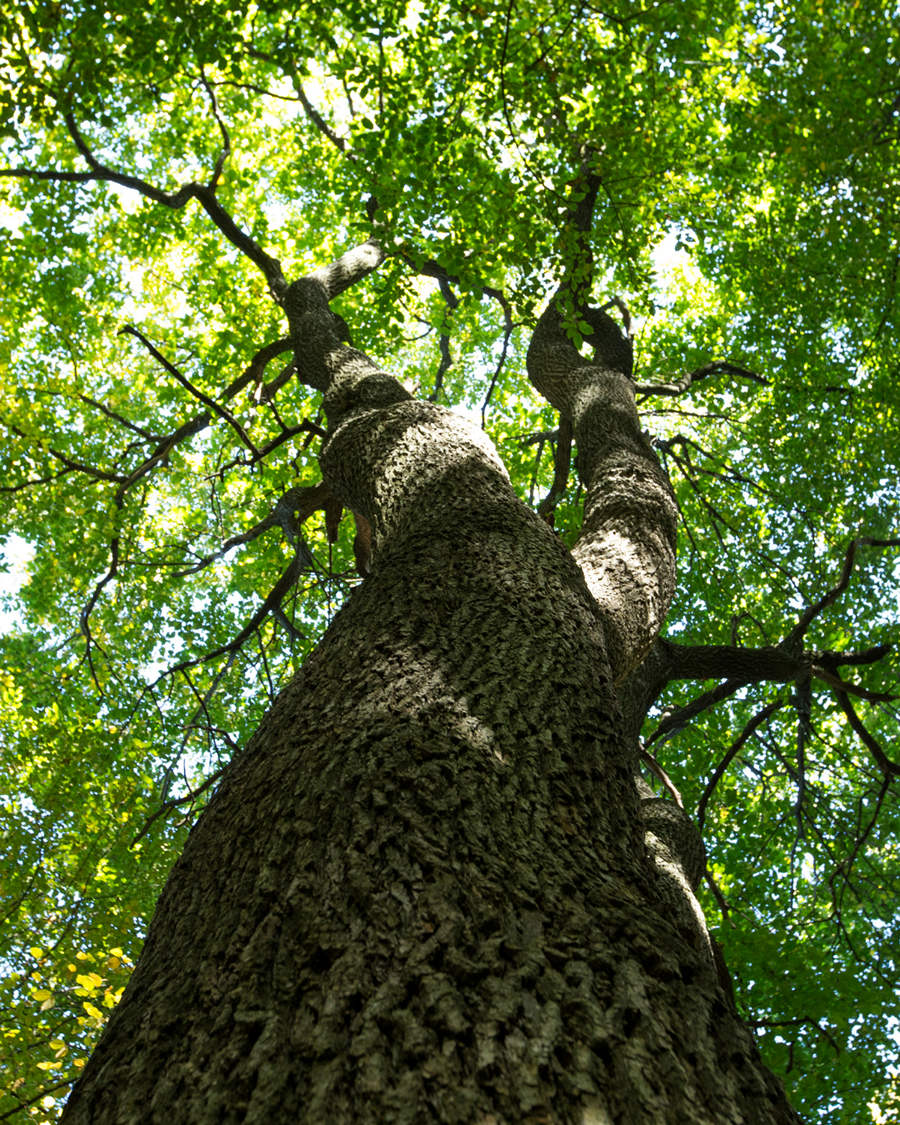 Bomenmaand Treevember van start