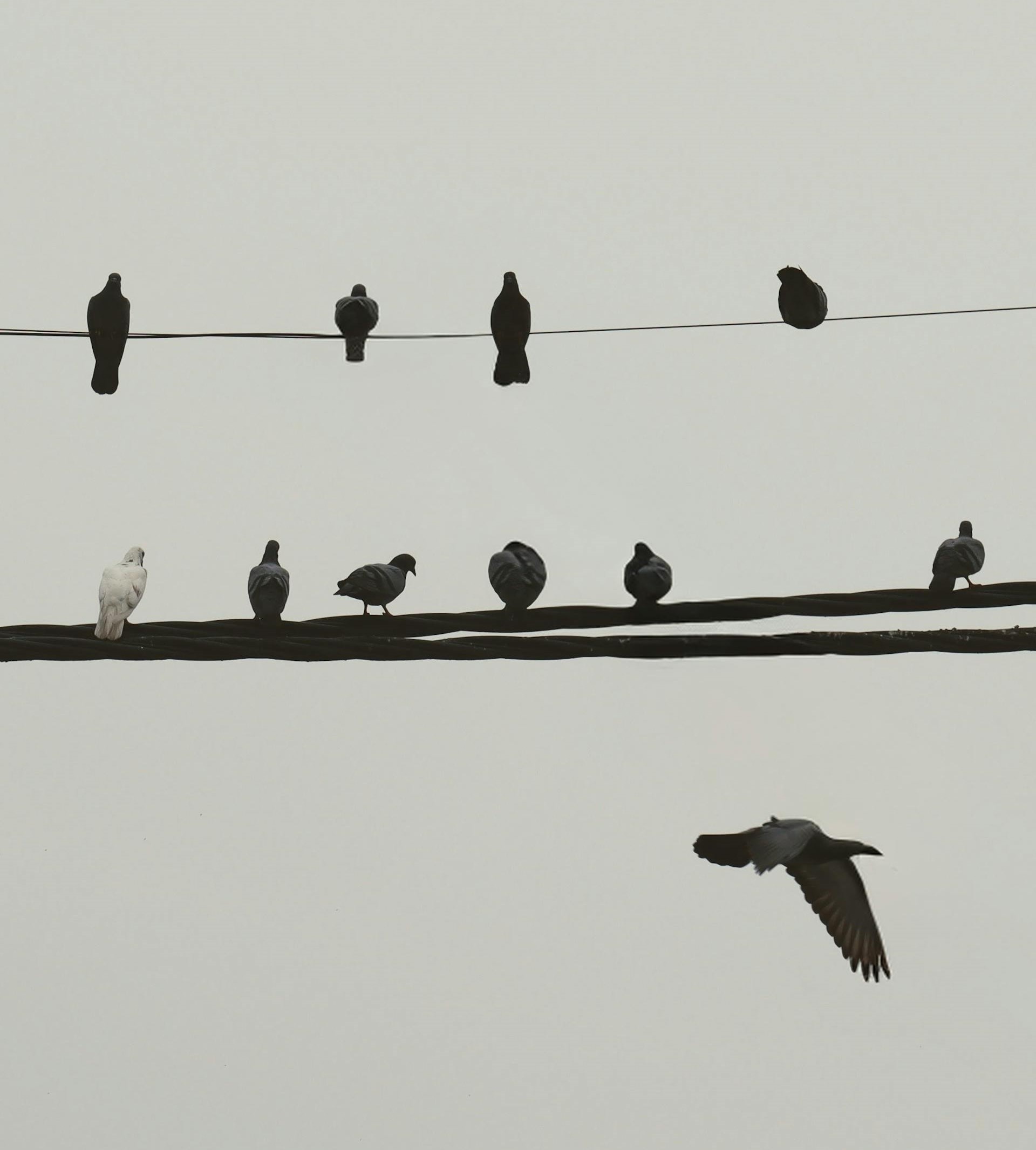 diervriendelijke-manieren-om-vogels-te-weren.jpg