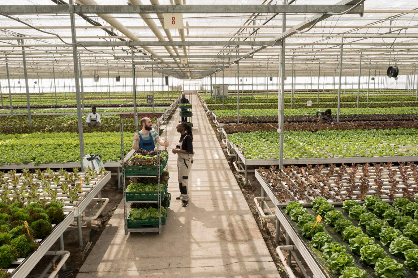 Provincie Zuid-Holland presenteert Tuinbouwvisie 2050 voor een sterke en duurzame sector